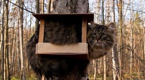 Коты прилетели | oblacco