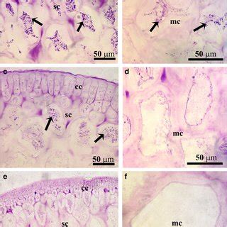 Light Microscopy Of Transverse Sections Of K Alvarezii Cultivated In