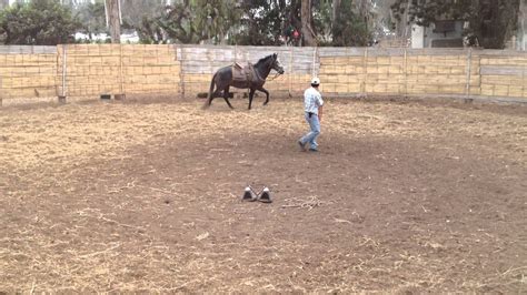 6 Caballo Peruano De Paso Torno Con Apero Sin Estribos Youtube