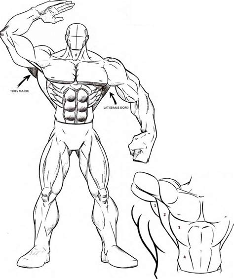 Znalezione Obrazy Dla Zapytania How To Draw Comic Muscular Arms