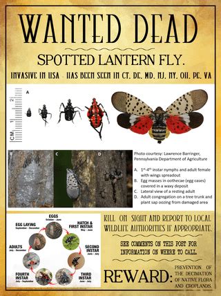 wanted poster   spotted lanternfly information