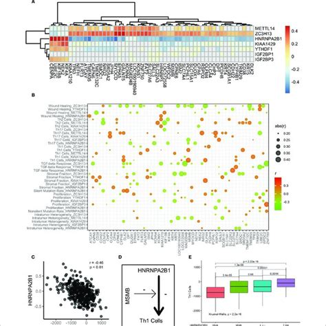 The Correlation Of M6a Regulators Immune Cells And M6a Associated