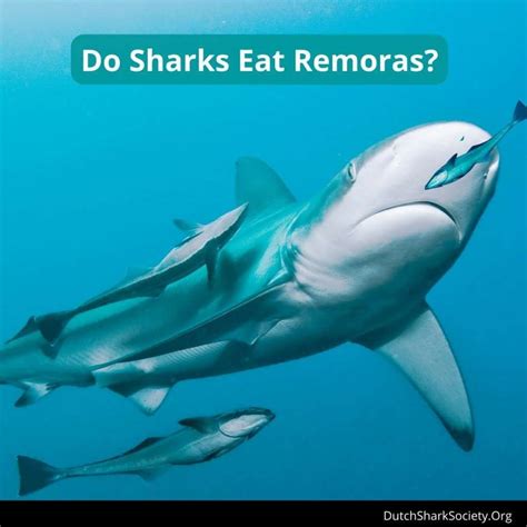 The Remoras And Sharks Relationship Explained Dutch Shark Society