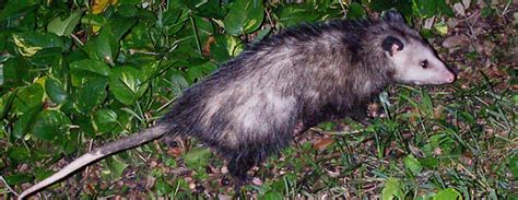 What Diseases Do Opossums Carry