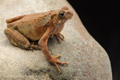 Male Of Rentapia Hosii Central Sarawak Borneo Lars Fehlandt