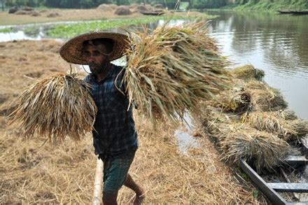 250 Wetland bangladesh Stock Pictures, Editorial Images and Stock ...