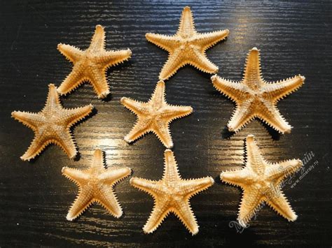 Морские звезды, цены. Купить в ООО ”Минерал-Арт-Дизайн”. Продажа в ...