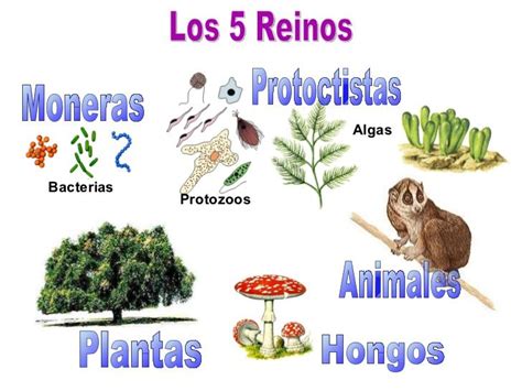 Mapa Mental De La Biodiversidad Tienes Que Saber Esto