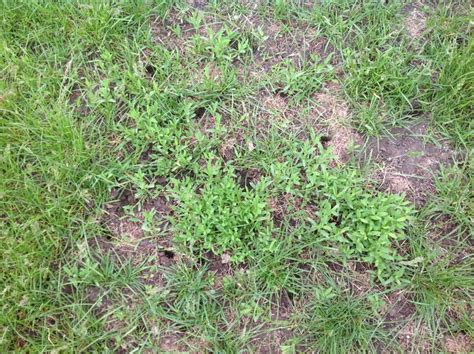 Options For Controlling Weeds In Your Lawn This Summer Turfgrass Science