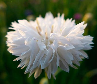 Цветок Василек Вайт Бол l Русские Семена - интернет-магазин.