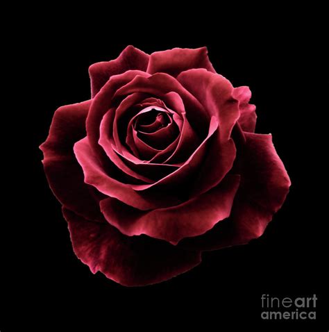 Red Red Rose Digital Art By Poppy Pod Contemporary Botanical Art Pixels