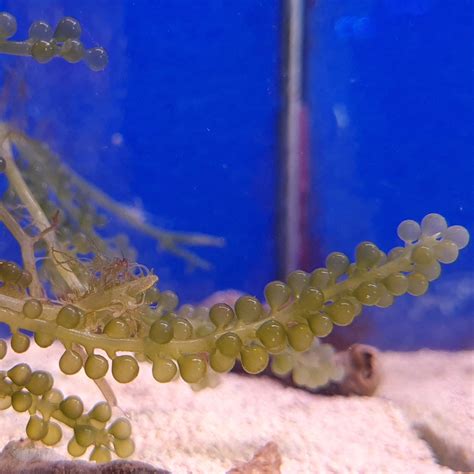 Sea Grape Caulerpa Marine Macro Algae Caulerpa Racemosa Essex