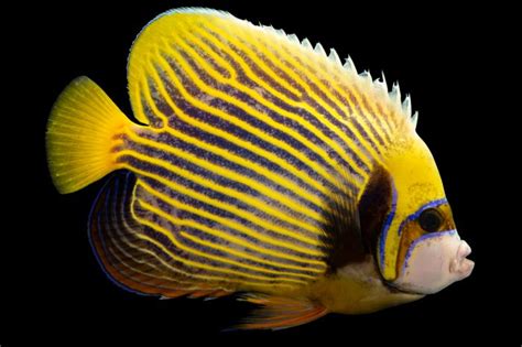 Fis042 00207 Joel Sartore
