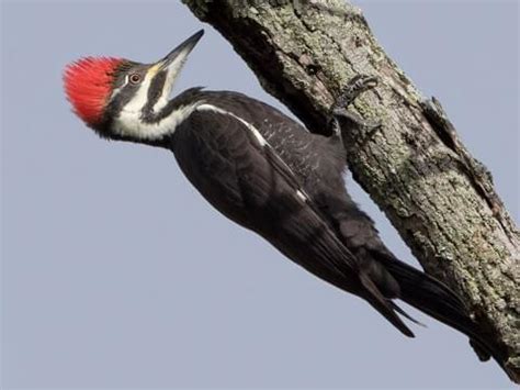 Pileated Woodpecker Eggs