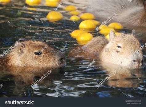 Capybara That Feels Good Hot Springs Stock Photo 1956084628 Shutterstock