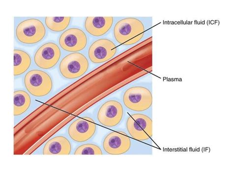 Body Fluid Compartments Video Laderpenny