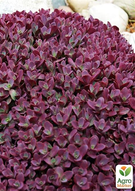 Очиток гибридный `Sunsparkler Firecracker` купить почтой в Одессе ...