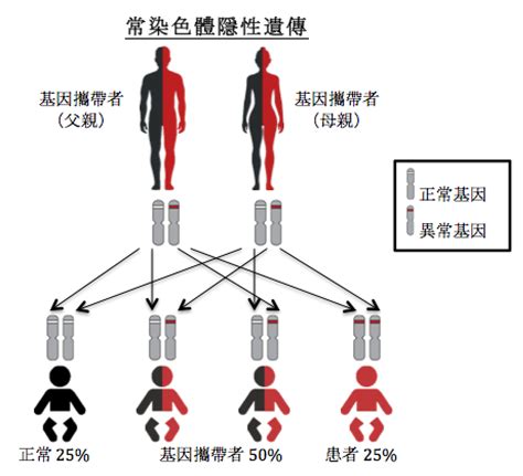 初生嬰兒代謝病篩查計劃