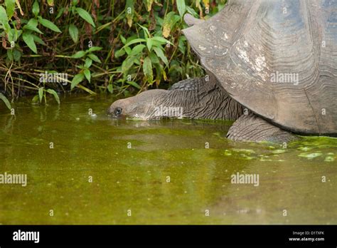 Galapagos Giant Tortoise Drinking Water Stock Photo Alamy
