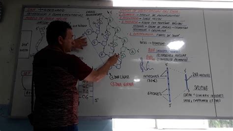 Adn Estructura Tipos De Adn Modelo De Doble HÉlice Ley De