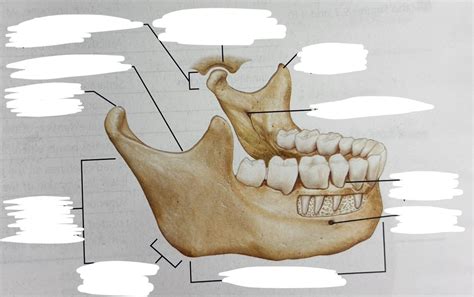 anatomy lab labeling mandible diagram quizlet