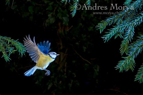 Bird In Flight Switzerland High Speed Photographic Technique Andres