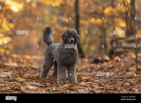 male Standard Poodle Stock Photo - Alamy