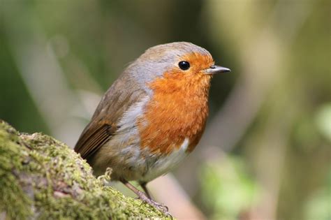Bird Robin Feather Free Photo On Pixabay Pixabay