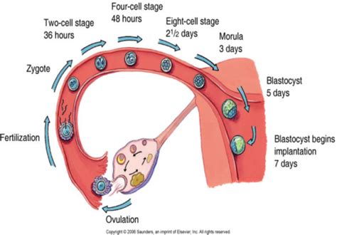 Histology Midterm Review LO1 Pt 1 2 3 4 5 6 Flashcards Quizlet