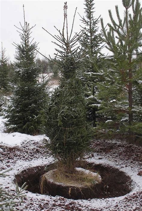 Как пересадить сосну: из леса на участок, весной и летом, осенью, когда ...