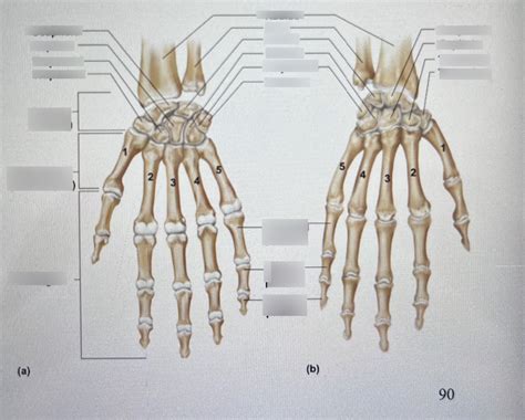 Hand Diagram Quizlet