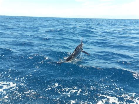 Cabo San Lucas Fishing Report May 18th, 2019 - Picante Sportfishing