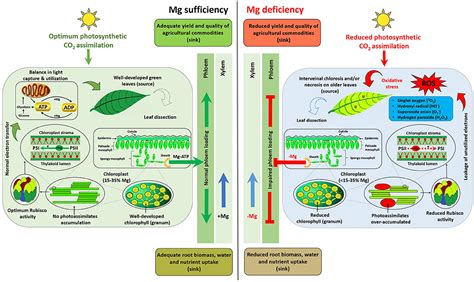 Frontiers Physiological Essence Of Magnesium In Plants And Its