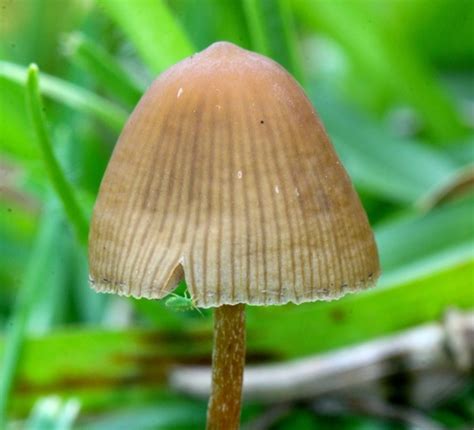 Pajarito Psilocybe Mexicana