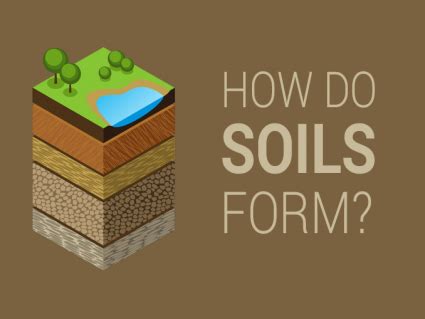 5 Soil Formation Factors: How Rocks Weather into Dirt - Earth How