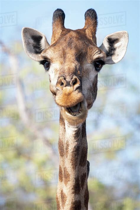 A Giraffe With Mouth Open Stock Photo Dissolve