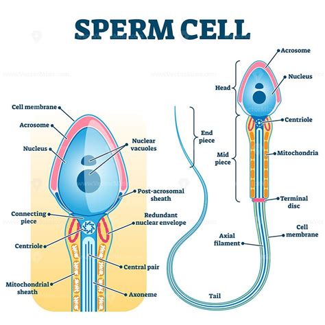 Sperm cell anatomy education fertility diagram – Artofit 