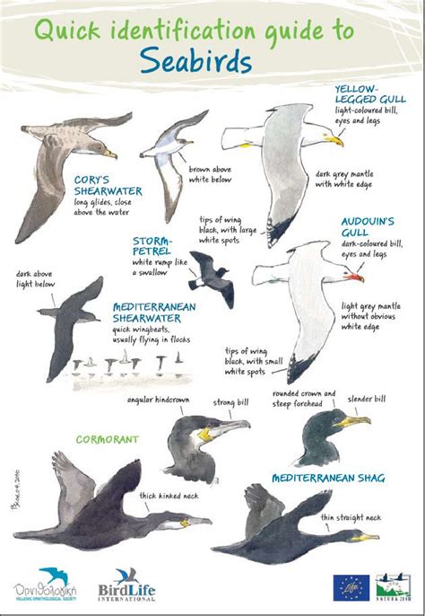 Identification of Marine birds (seabirds) | Sea birds, Marine bird ...