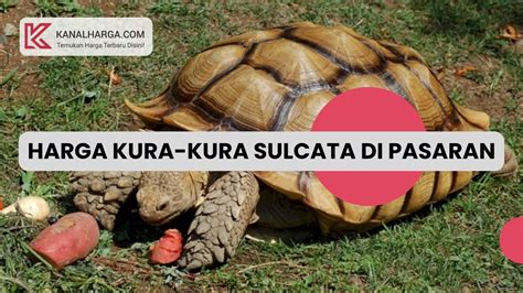 Harga Kura Kura Sulcata Di Pasaran Mei 2025