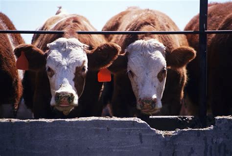 U S Livestock Cattle Futures Continue To Slide On Profit Taking