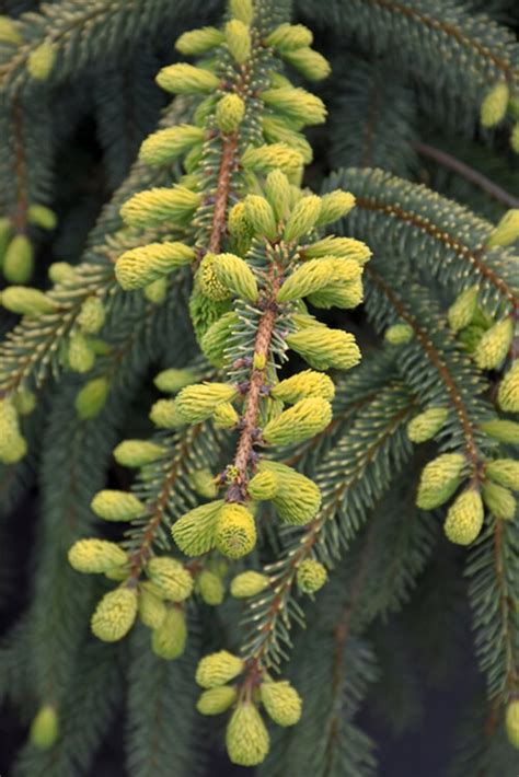 Ель черная Марианна Ауреовариегата. (Picea Mariana Aureovariegata) С20 ...