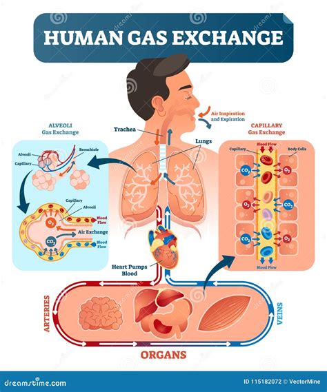 Human Gas Exchange System Vector Illustration. Oxygen Travel From Lungs
