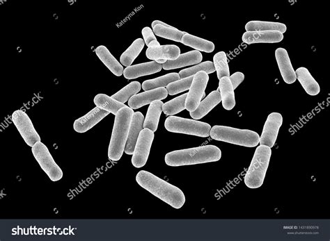 Probiotic Bacteria Bacillus Clausii D Illustration Stock Illustration