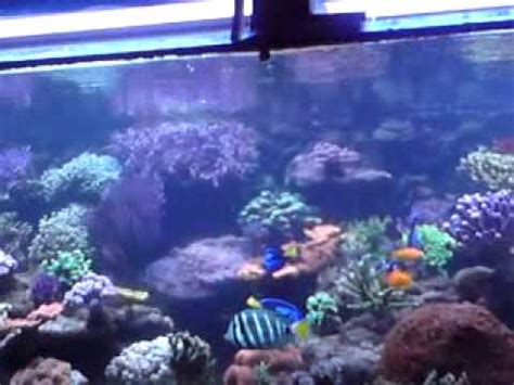 Dori Jagt Blubber Blasen Im Meerwasseraquarium Youtube