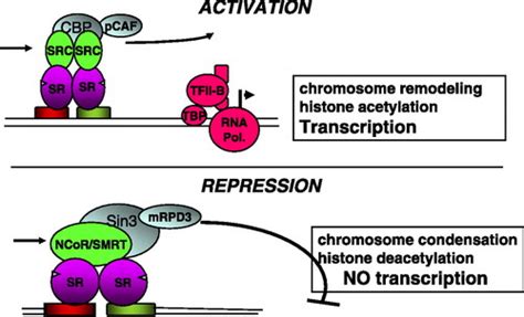 Sex Steroid Effects At Target Tissues Mechanisms Of Action Advances
