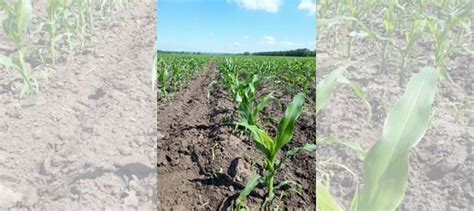 Семена кукурузы купить в Краснодаре | Товары для дома и дачи | Авито