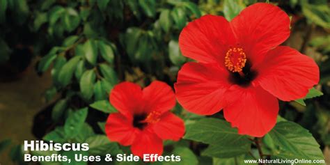 Hibiscus Benefits Uses And Side Effects Comprehensive Guide Natural