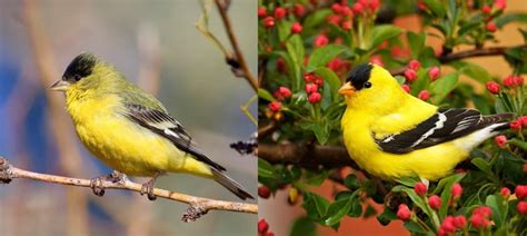 American Goldfinch vs Lesser Goldfinch - Bird Nature