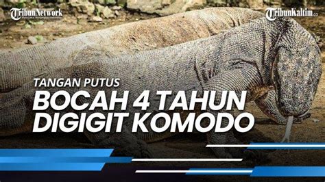 News Video Kronologi Bocah Tahun Digigit Komodo Hingga Tangan Putus