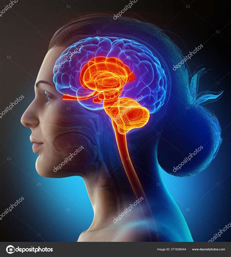 Rendering Medical Illustration Male Interior Brain Anatomy Stock Photo